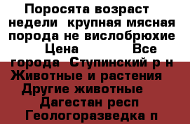 Поросята возраст 4 недели, крупная мясная порода(не вислобрюхие ) › Цена ­ 4 000 - Все города, Ступинский р-н Животные и растения » Другие животные   . Дагестан респ.,Геологоразведка п.